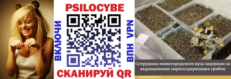 ссылка на мегу как зайти  Белореченск  Псилоцибиновые грибы Psilocybine cubensis 